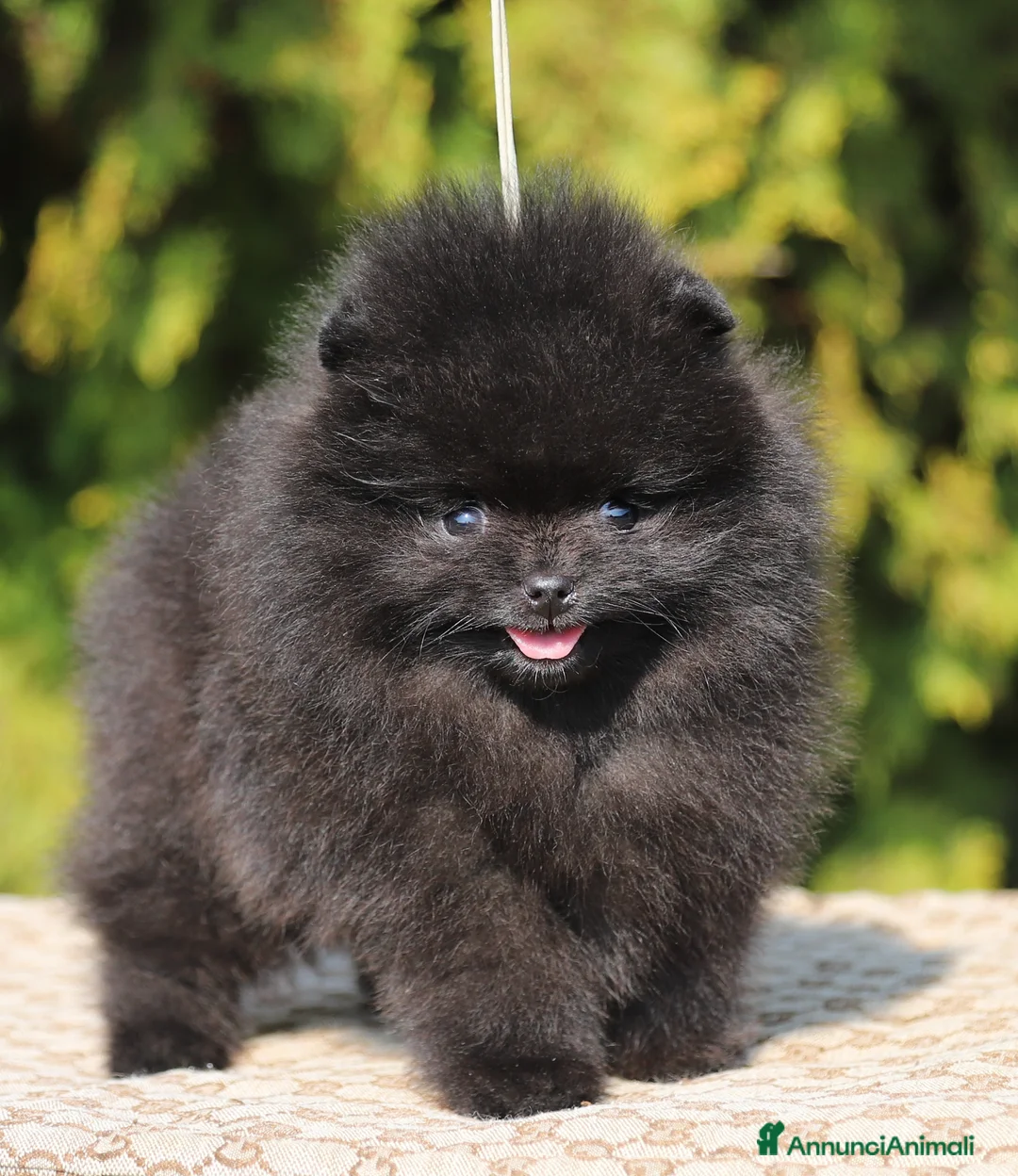 Volpino Pomerania cani in vendita: Pomerania neri e neri focati - Annuncio 1