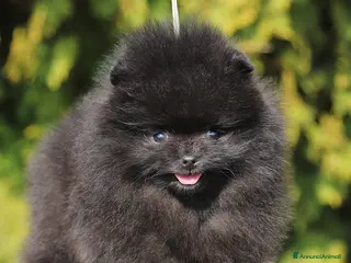Volpino Pomerania cani Pomerania neri e neri focati - Annuncio 17