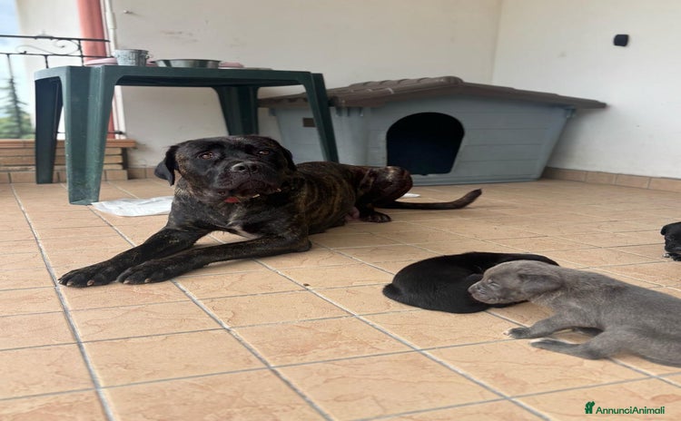 Cane Corso cani a Provincia di Chieti - Annuncio 4