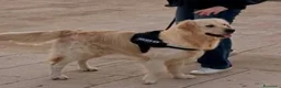 Golden Retriever cani per accoppiamento: Golden retriver maschio linea inglese  a Libero consorzio comunale di Siracusa - Annuncio 1