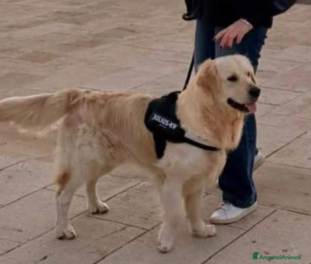 Golden Retriever cani per accoppiamento: Golden retriver maschio linea inglese  a Libero consorzio comunale di Siracusa - Annuncio 1
