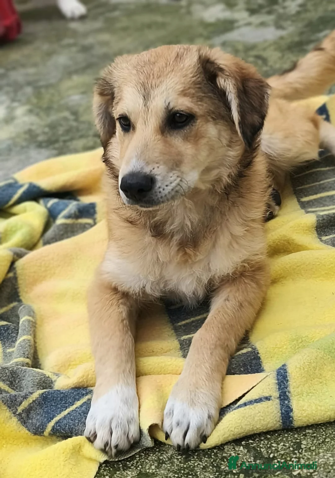 Meticcio cani in regalo: Magma Cerca Famiglia. Info Monica 3890238584 a Provincia autonoma di Trento - Annuncio 9