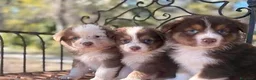 Australian Shepherd cani in vendita: cuccioli di pastore australiano - Annuncio 4