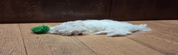 Maltese cani in vendita: Maltese MiniToy  - Annuncio 3