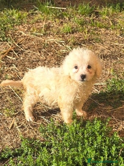 Maltipoo cani Cuccioli Maltipoo  - Annuncio 1