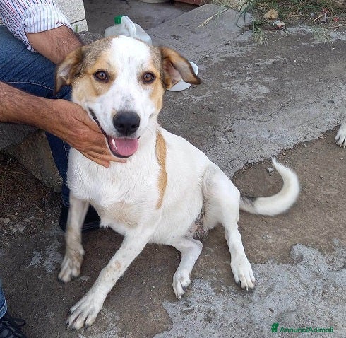 Meticcio cani DOLCI BILBA E LUNA IN REGALO a Città metropolitana di Catania - Annuncio 2