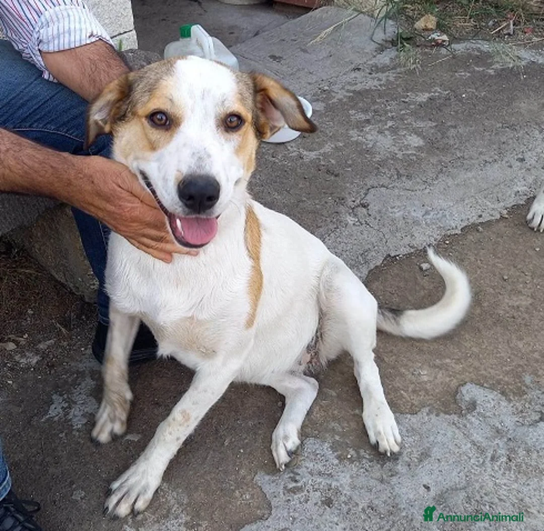 Meticcio cani in regalo: DOLCI BILBA E LUNA IN REGALO a Città metropolitana di Catania - Annuncio 2