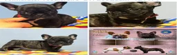 Bulldog Francese cani in vendita: Cuccioli di Bulldog francese - Annuncio 13