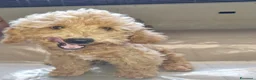 Barboncino Toy cani in vendita: Barboncino toy colore champagne  - Annuncio 4