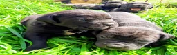 Cane Corso cani in vendita: Cuccioli di cane corso - Annuncio 3