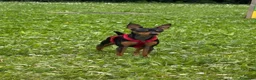 Pinscher Miniatura cani per accoppiamento: PINSCHER MASCHIO DISPONIBILE PER ACCOPPIAMENTO - Annuncio 2
