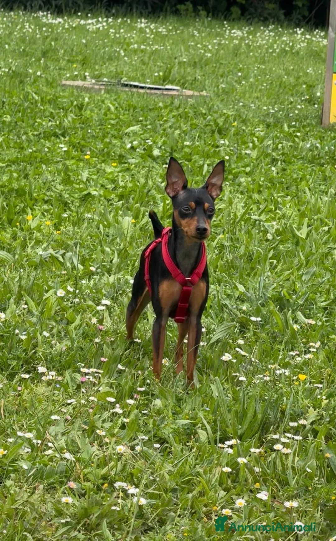 Pinscher Miniatura cani per accoppiamento: PINSCHER MASCHIO DISPONIBILE PER ACCOPPIAMENTO - Annuncio 2