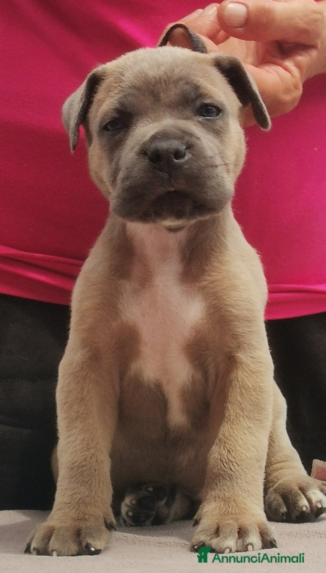 Immagine della galleria {{count}}