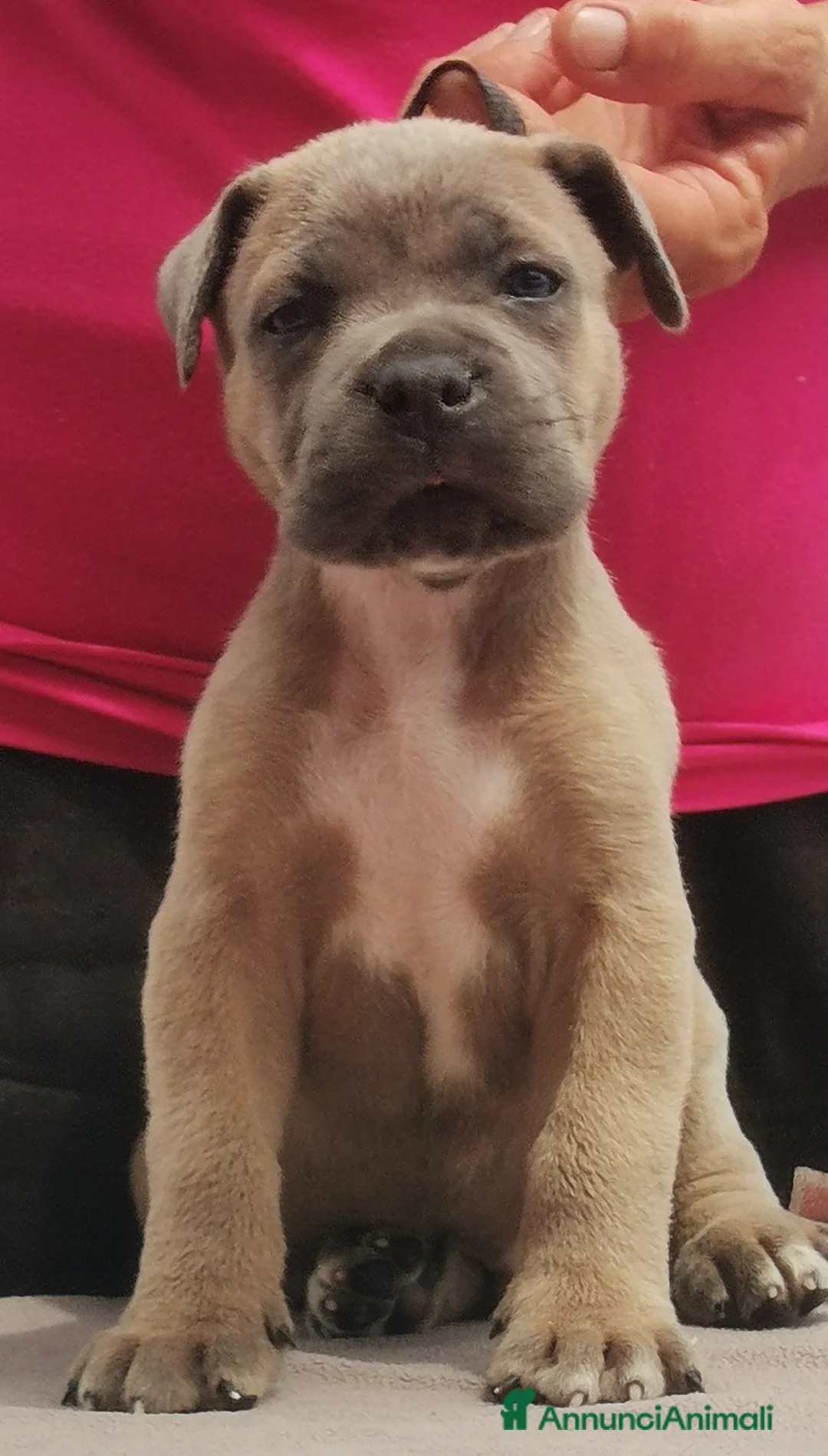 Immagine della galleria {{count}}