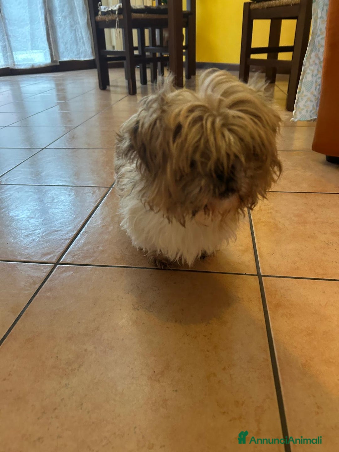 Shih Tzu cani in regalo: Cleo cerca casa - Annuncio 4