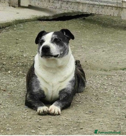 Meticcio cani Simil Amstaff 10anni sfortunato SOS CASA CASERTA a Città metropolitana di Milano - Annuncio 23