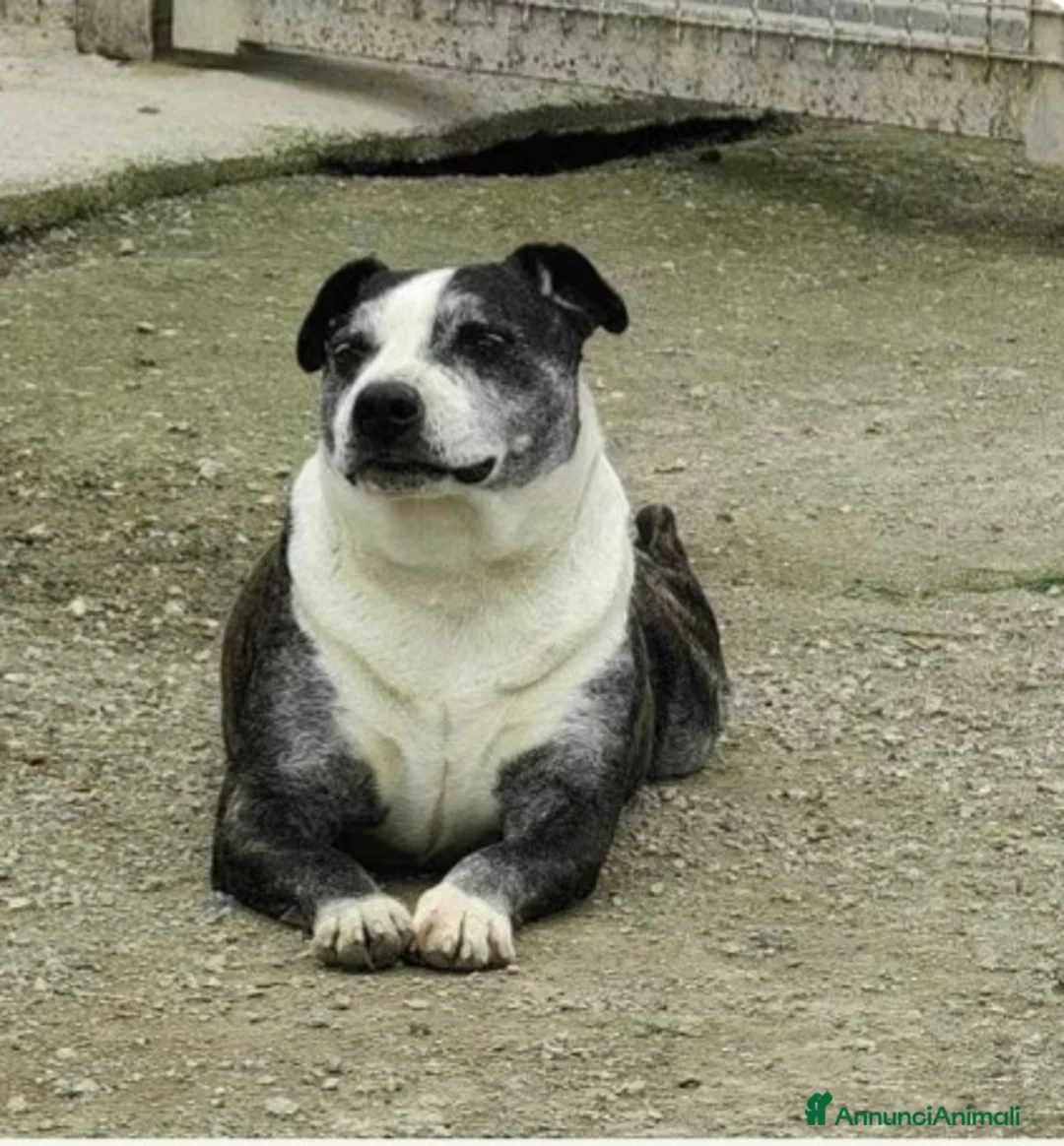 Meticcio cani in regalo: Simil Amstaff 10anni sfortunato SOS CASA CASERTA a Città metropolitana di Milano - Annuncio 1