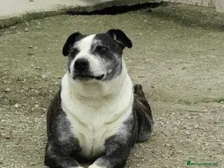 Meticcio cani Simil Amstaff 10anni sfortunato SOS CASA CASERTA a Città metropolitana di Milano - Annuncio 23