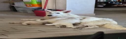 Pastore Svizzero cani in vendita: Cuccioli pastore svizzero bianco - Annuncio 7