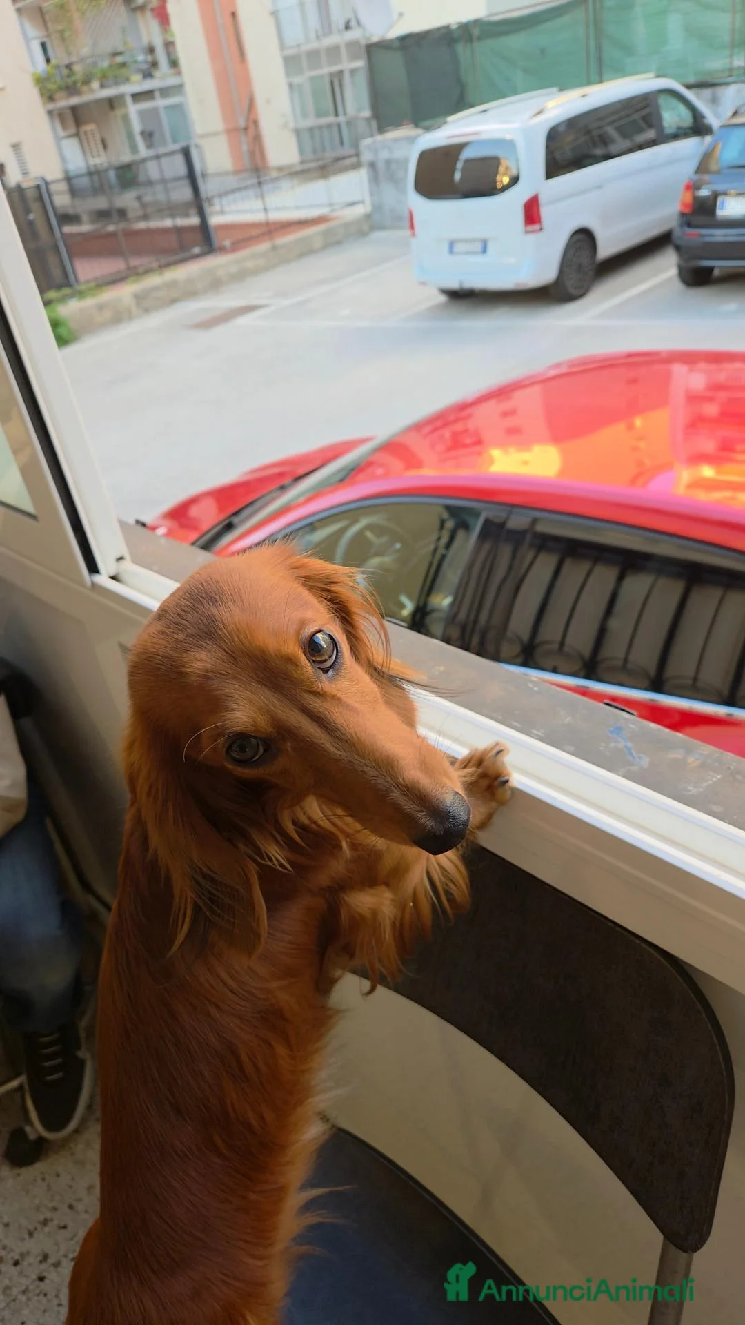 Bassotto Nano cani per accoppiamento: Cercasi per accoppiamento bassottina a pelo lungo  a Provincia di Barletta-Andria-Trani - Annuncio 5