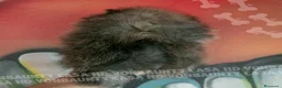 Volpino Pomerania cani in vendita: Cuccioli di Pomerania con Pedigree - Annuncio 17