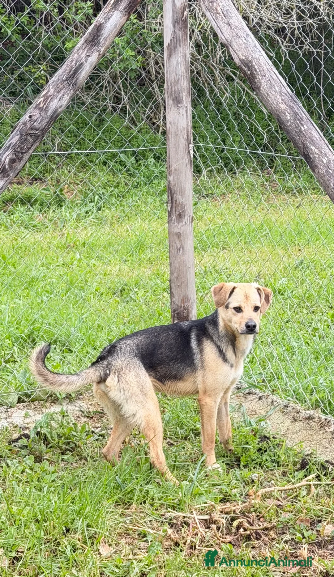 Meticcio cani in regalo: Mokas - Annuncio 2