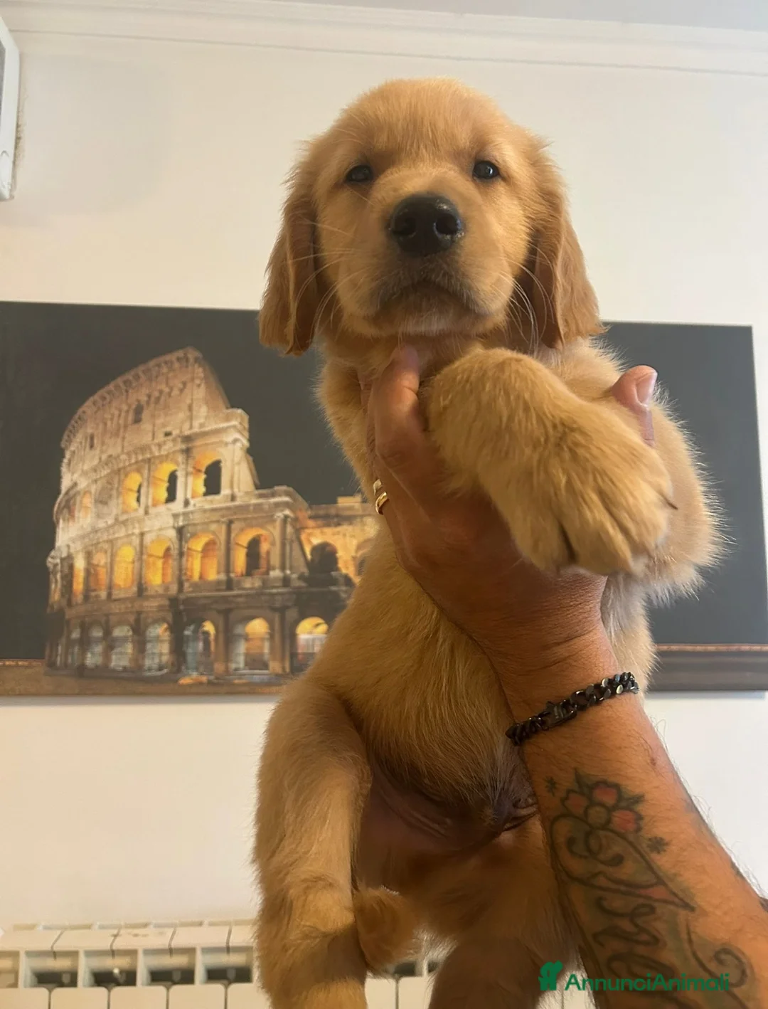 Golden Retriever cani in vendita: Cuccioli golden retriever  - Annuncio 11