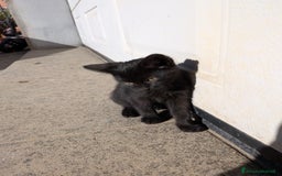 Europeo gatti in regalo: Quattro gattini disponibili per adozione - Annuncio 6