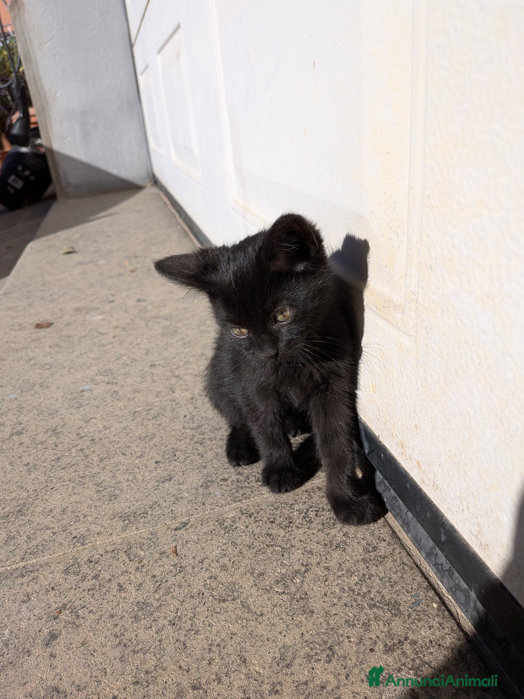 Europeo gatti in regalo: Quattro gattini disponibili per adozione - Annuncio 6