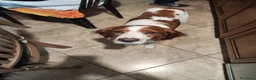 Breton cani in regalo: Cane adulto breton a Provincia di Biella - Annuncio 3