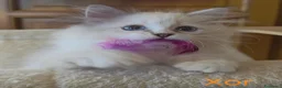 Siberiano gatti in vendita: Cuccioli di gatto siberiano neva masquerade - Annuncio 13