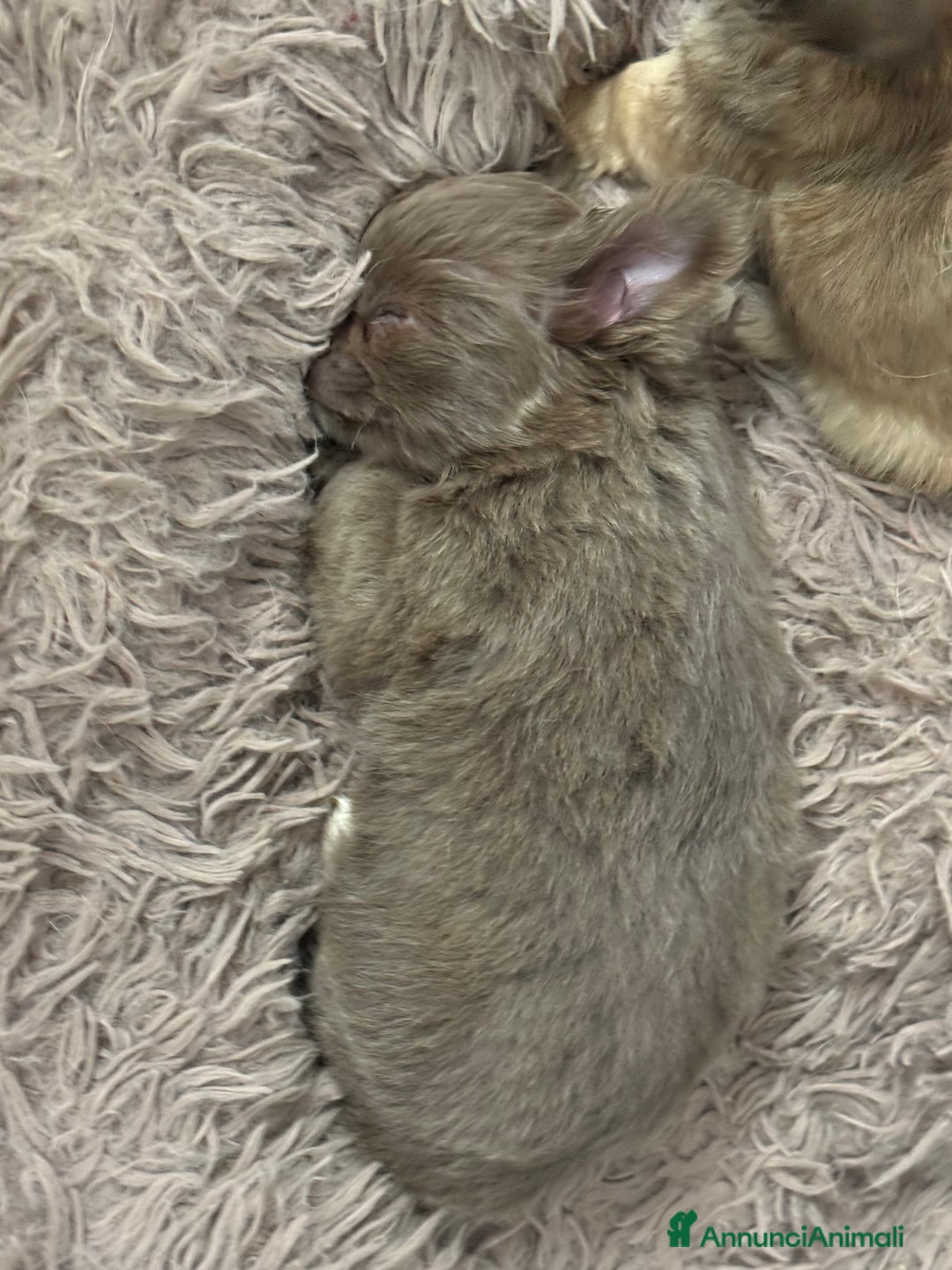 Chihuahua cani in vendita: Cucciola chihuahua pelo lungo lilac - Annuncio 4