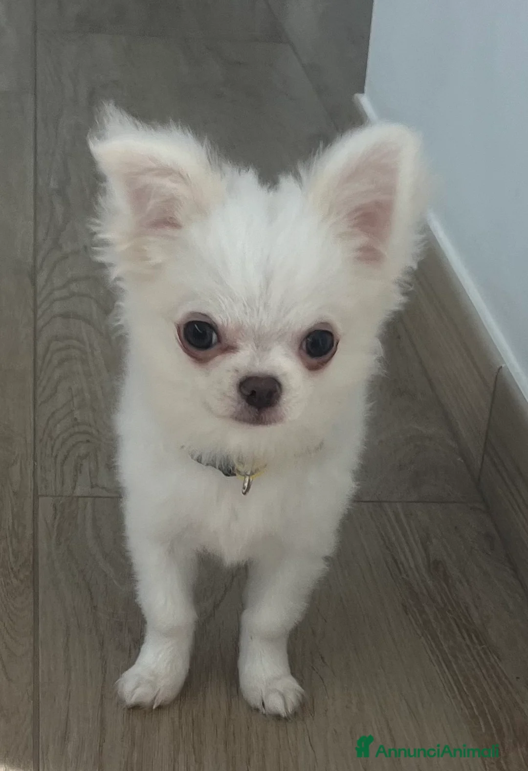 Chihuahua cani in vendita: Chihuahua con pedigree - Annuncio 2