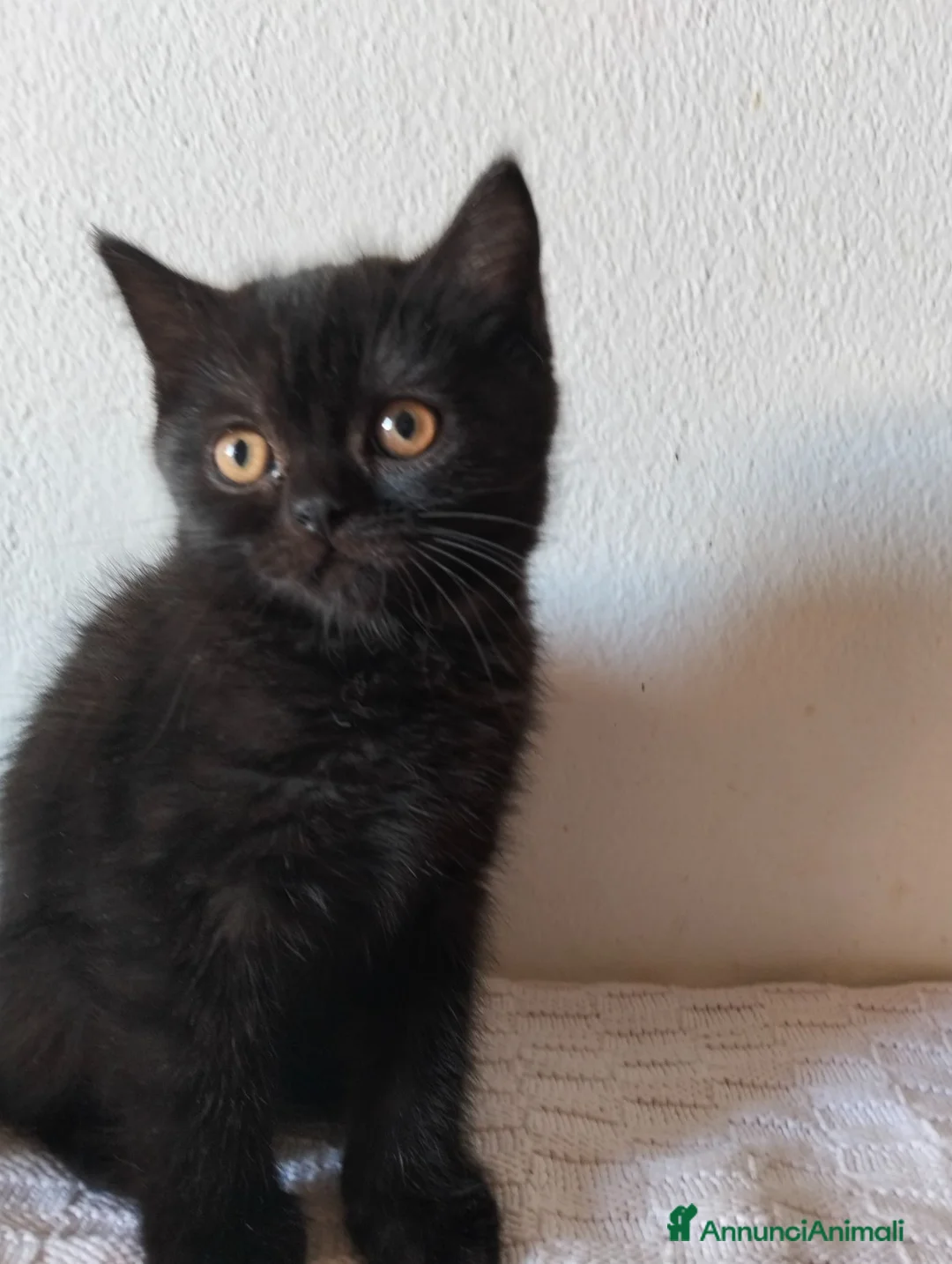 Scottish gatti in vendita: Gatti schottish  - Annuncio 1