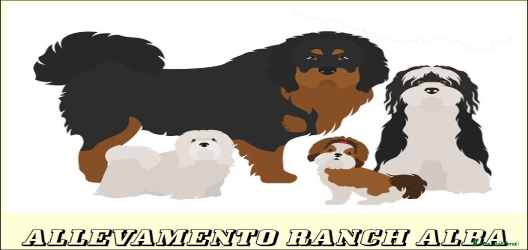 Immagine della galleria {{count}}