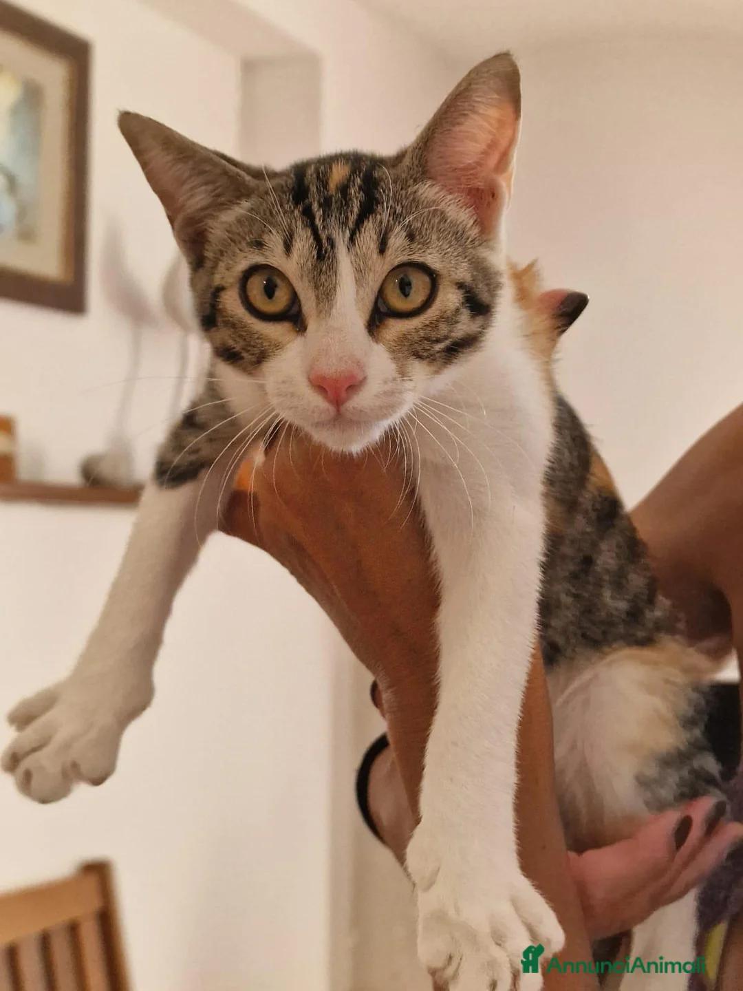 Europeo gatti in regalo: regalo gattina a Città Metropolitana di Firenze - Annuncio 4