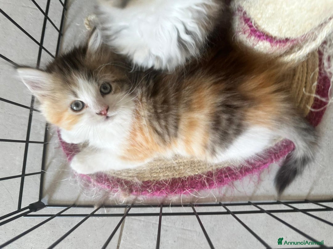 Persiano gatti in vendita: Gattine persiane normotipo  a Provincia di Reggio Emilia - Immagine 8