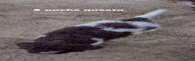 Altre razze Cucciolo 4