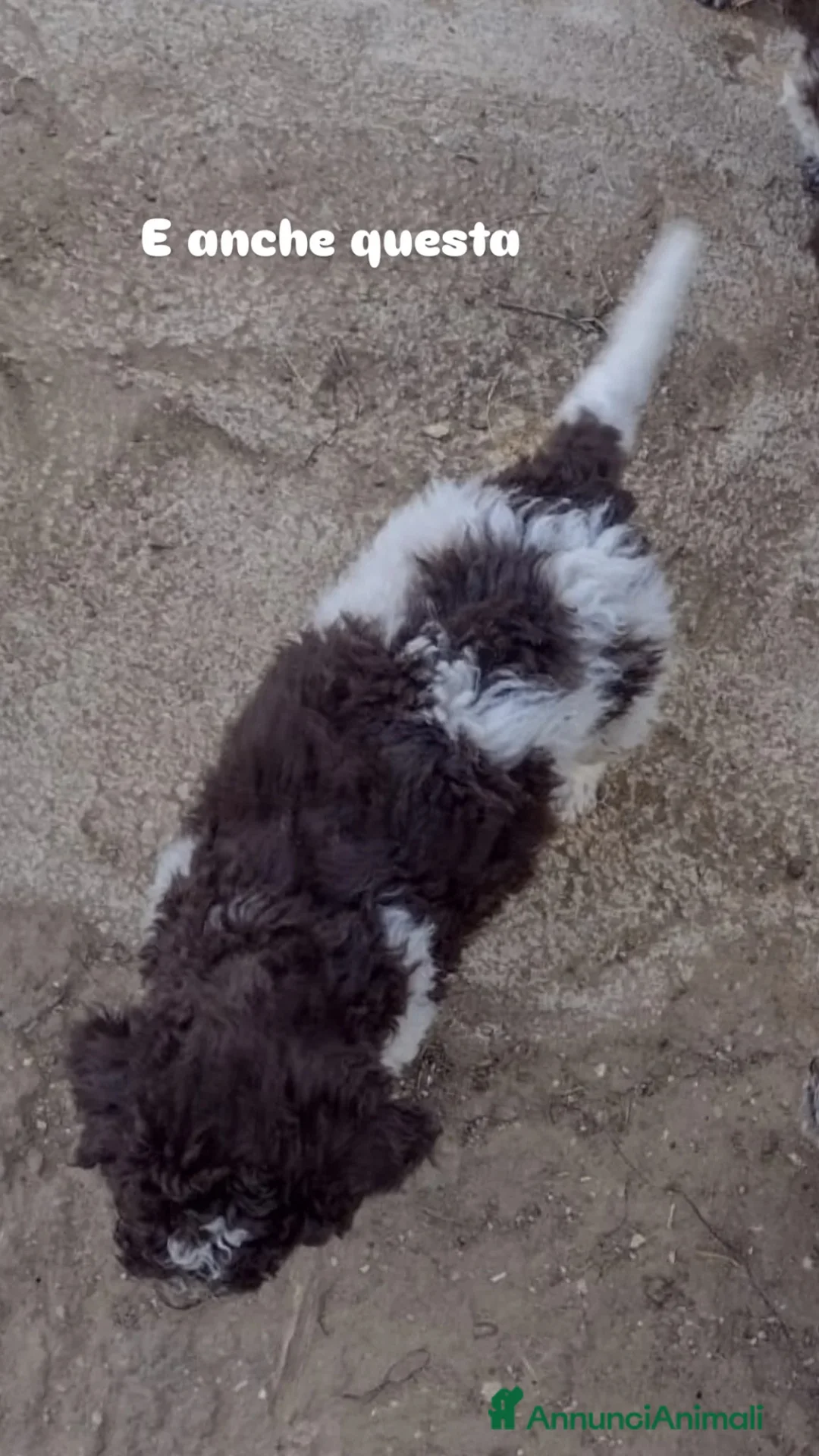 Altre razze cani in vendita: Cuccioli a Città metropolitana di Palermo - Annuncio 4