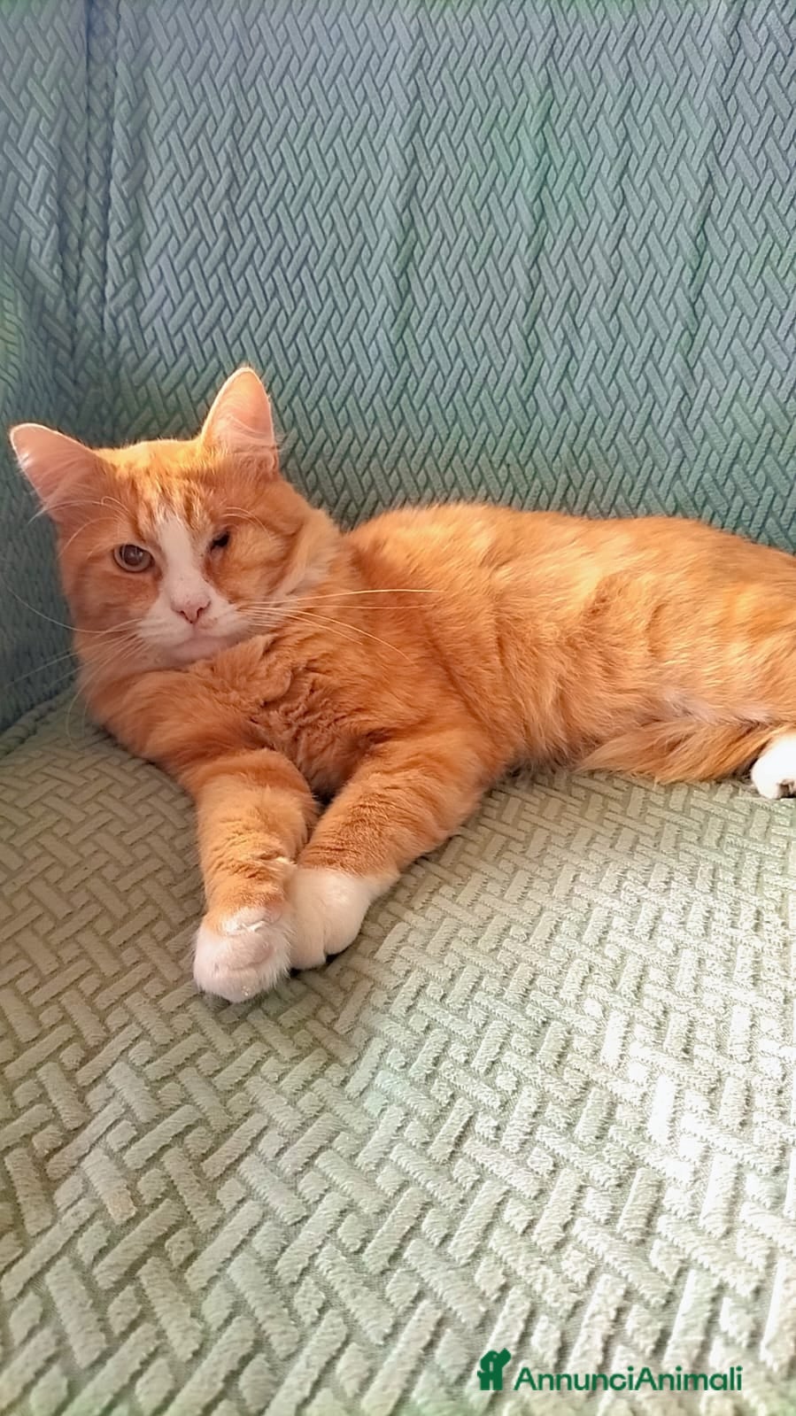 Europeo gatti Mimì, adozione del cuore  - Annuncio 25