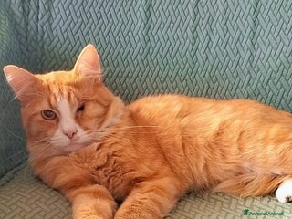 Europeo gatti Mimì, adozione del cuore - Annuncio 32