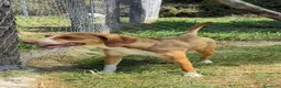 Meticcio cani in regalo: Pangy a Provincia di Varese - Annuncio 3