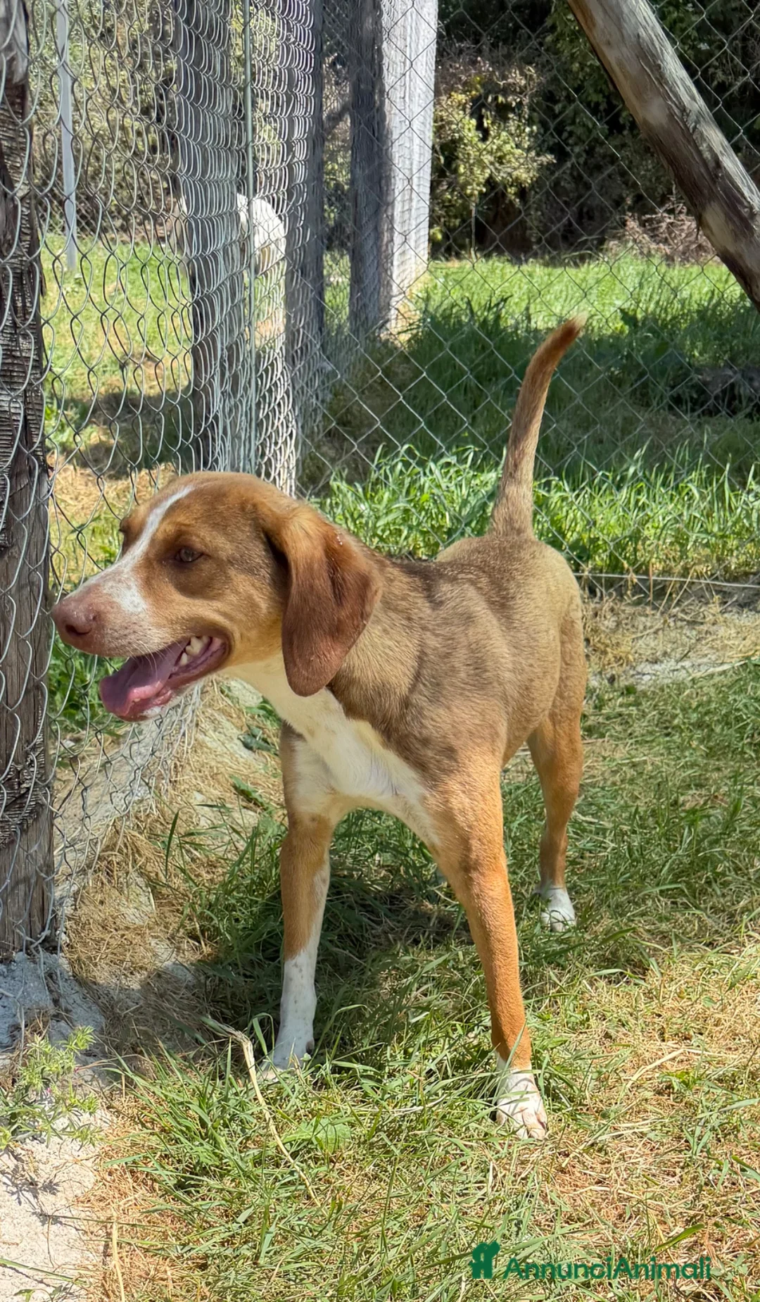 Meticcio cani in regalo: Pangy a Provincia di Varese - Annuncio 3