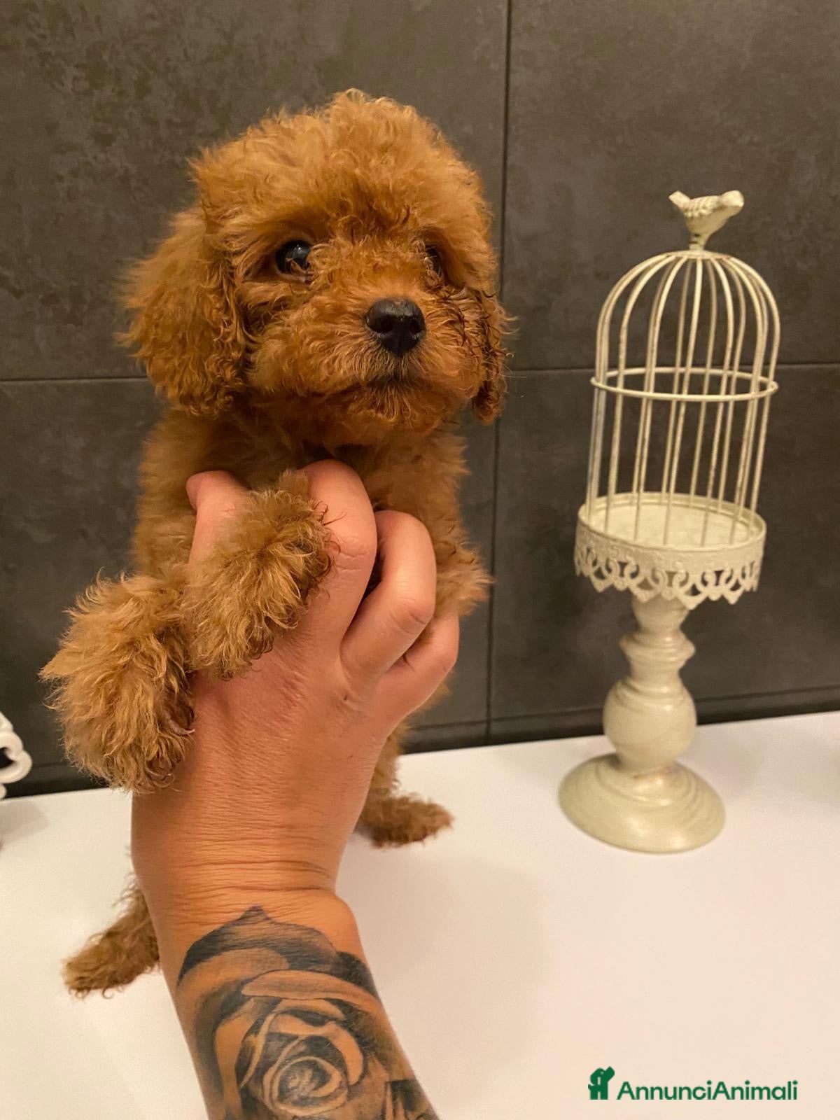 Barboncino cani Cucciolo di barboncino  - Annuncio 19