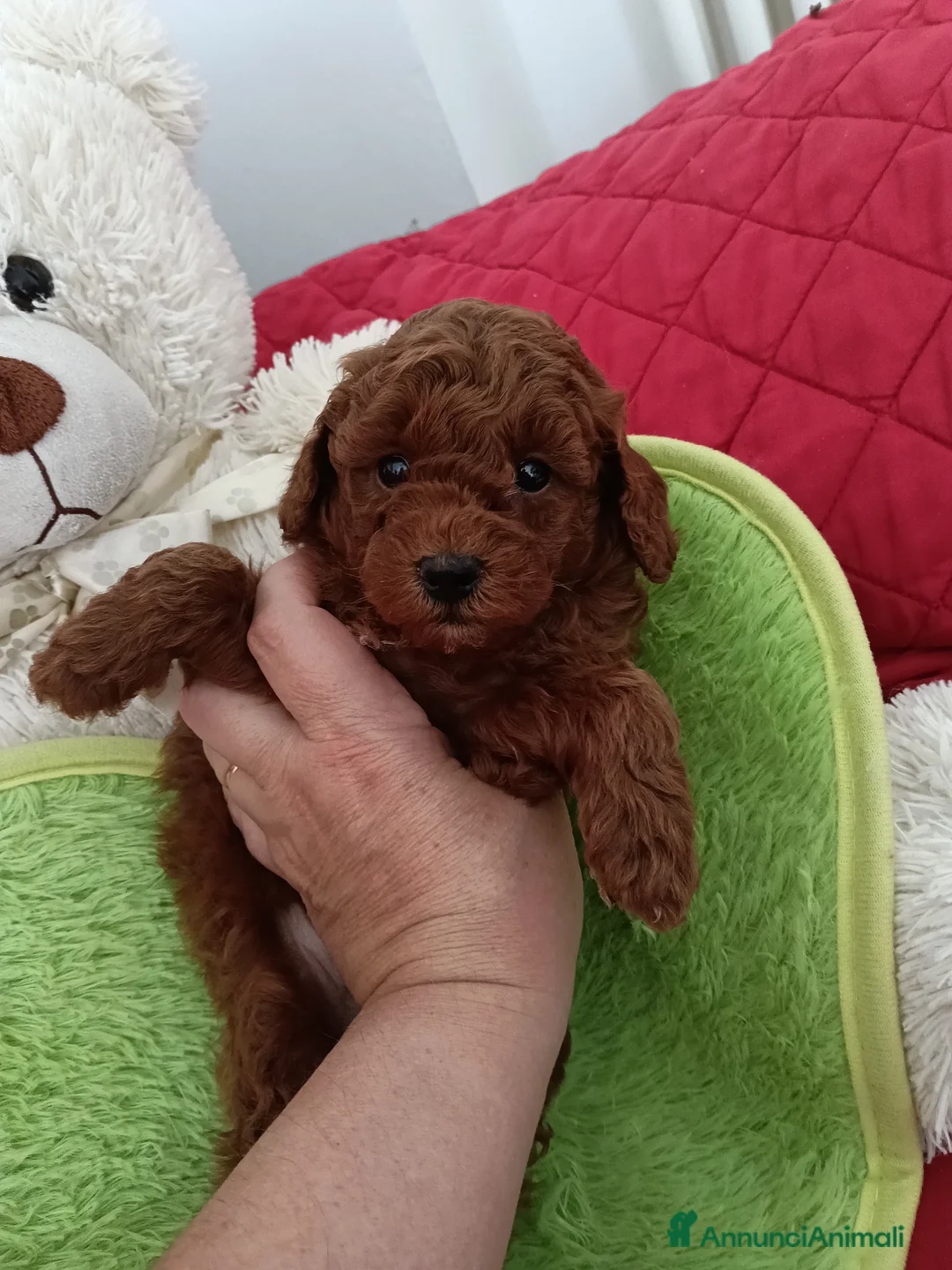 Barboncino Toy cani in vendita: Gioie di Anna - Annuncio 12