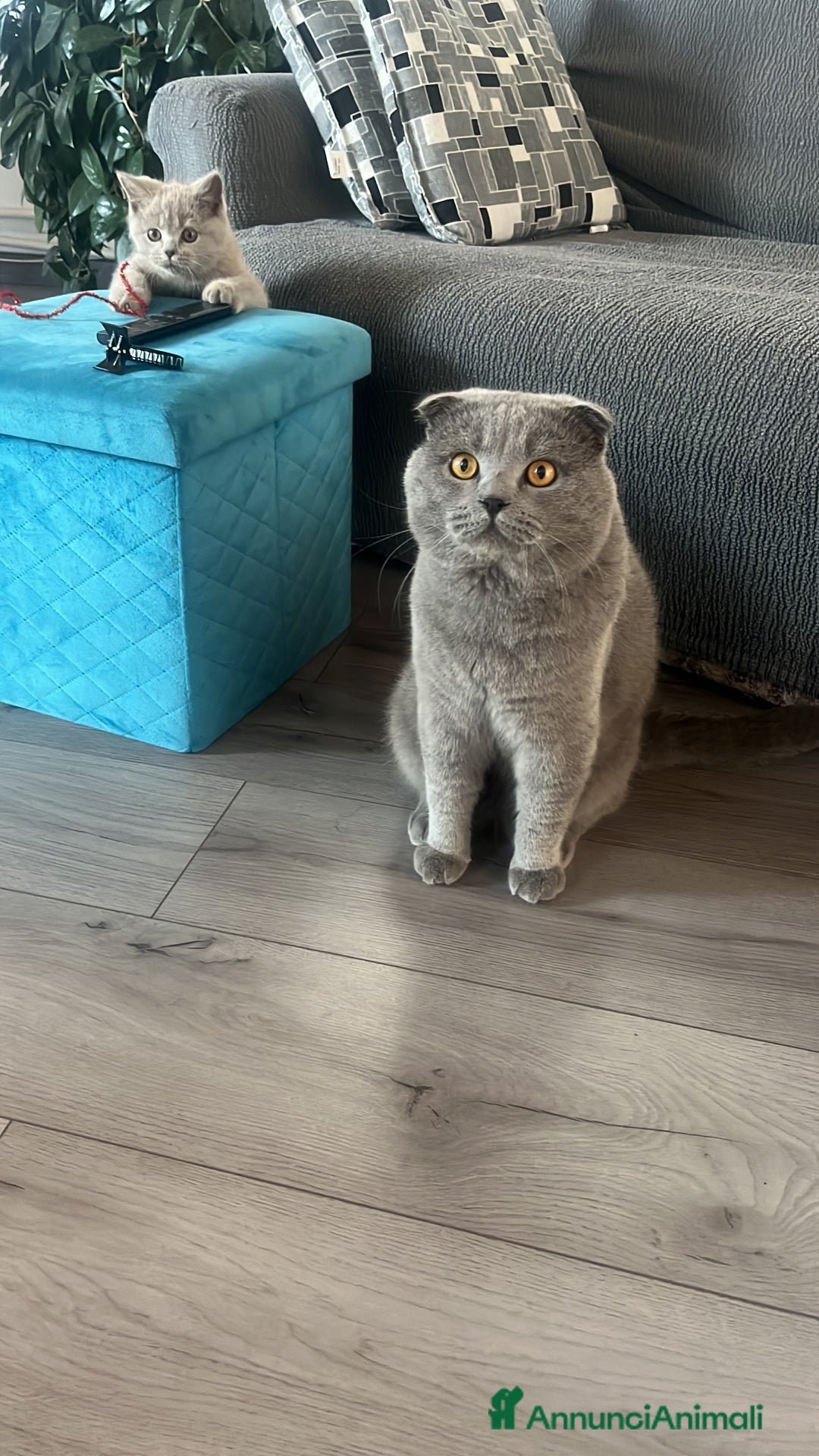 Scottish gatti in vendita: Gattina schottish  a Provincia di Verona - Immagine 5
