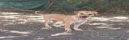 Meticcio cani in regalo: Cucciolo - Annuncio 3