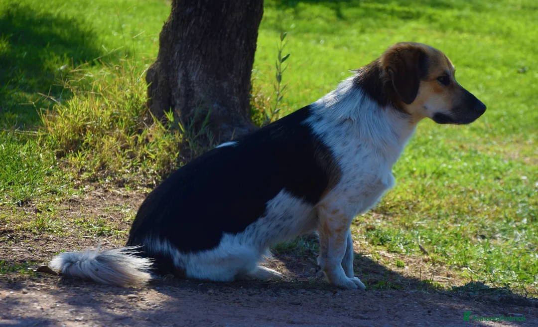 Meticcio cani in regalo: RAOUL la bonta a quattro zampette a Pomezia - Annuncio 4