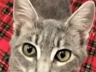 Altre razze gatti GATTINI ABBANDONATI: EMERGENZA a Città metropolitana di Milano - Annuncio 2