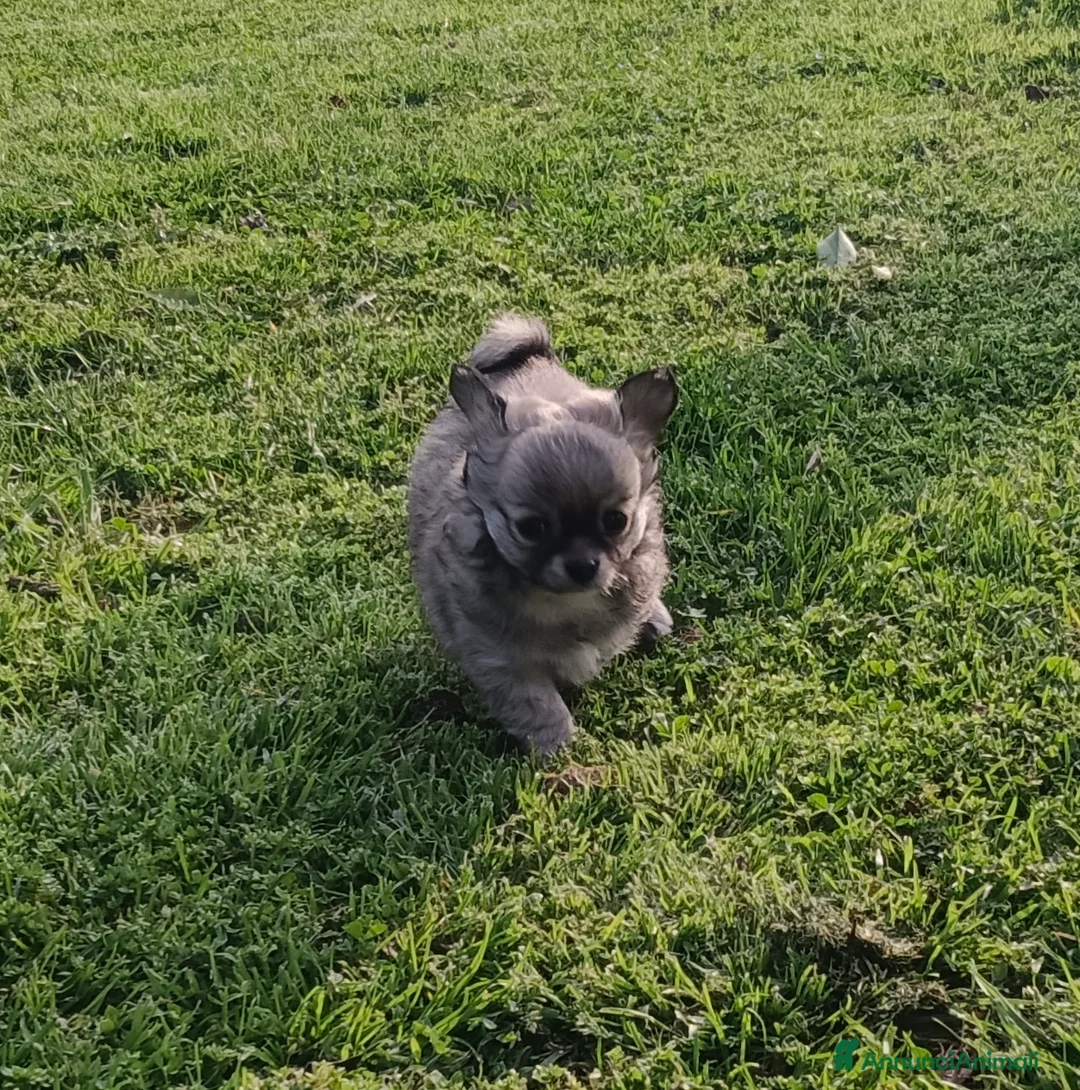Chihuahua cani in vendita: Otello&Febo a Provincia di Treviso - Annuncio 3